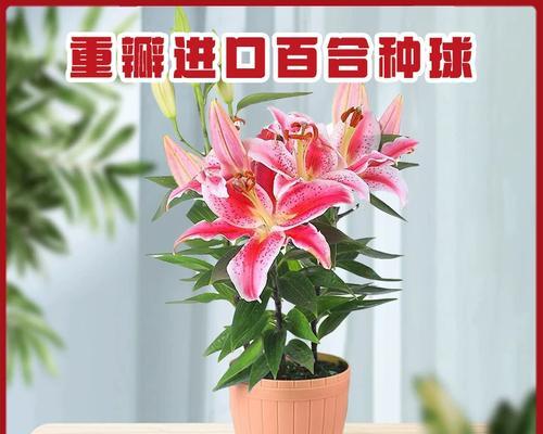 什么样的百合花最适合冬季种植？如何挑选？