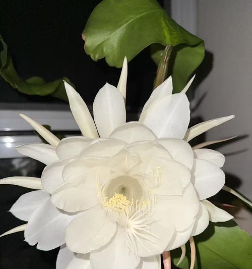 昙花的养护要点是什么？如何欣赏昙花一现？