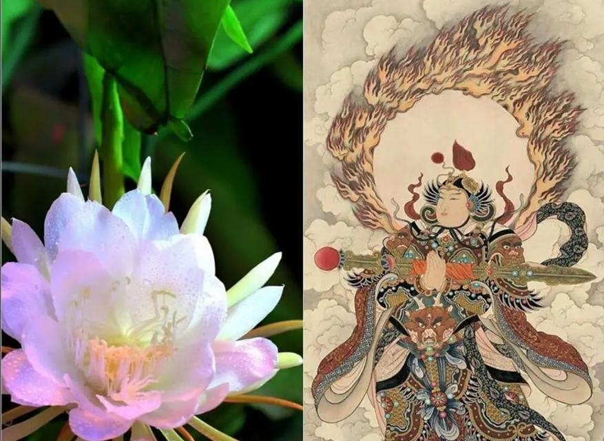 昙花的养护要点是什么？如何欣赏昙花一现？