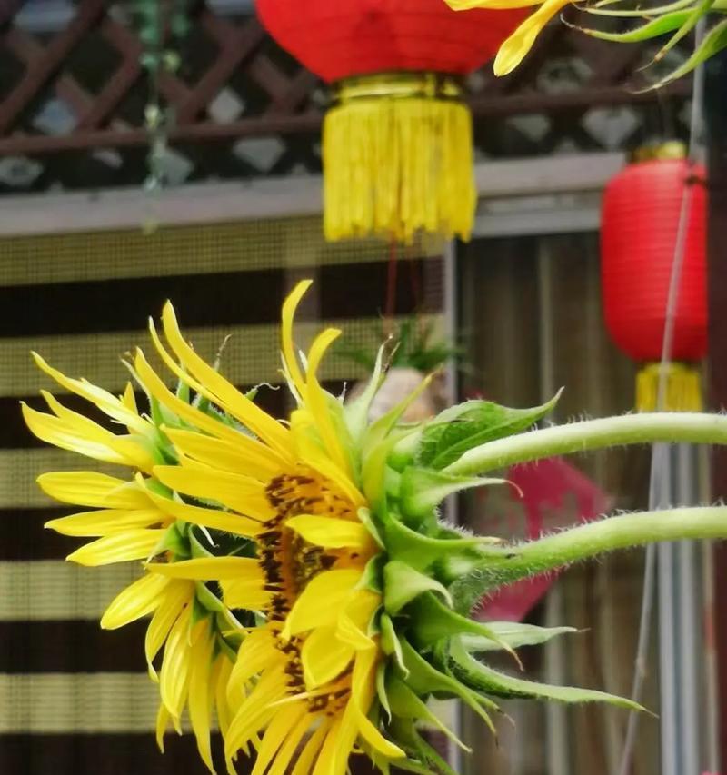 昙花的养护要点是什么？如何欣赏昙花一现？