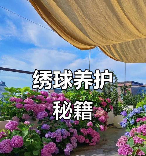绣球花的养殖方法有哪些？