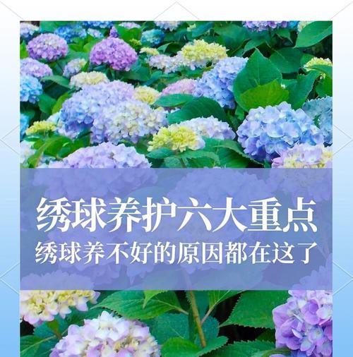 绣球花的养殖方法有哪些？