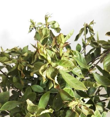 栀子花缺铁症状的补救措施是什么？