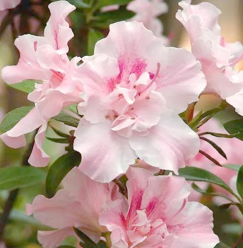 杜鹃花品种有哪些？杜鹃花的种类和特点是什么？