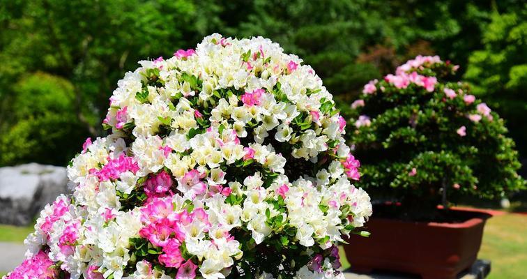 杜鹃花品种有哪些？杜鹃花的种类和特点是什么？