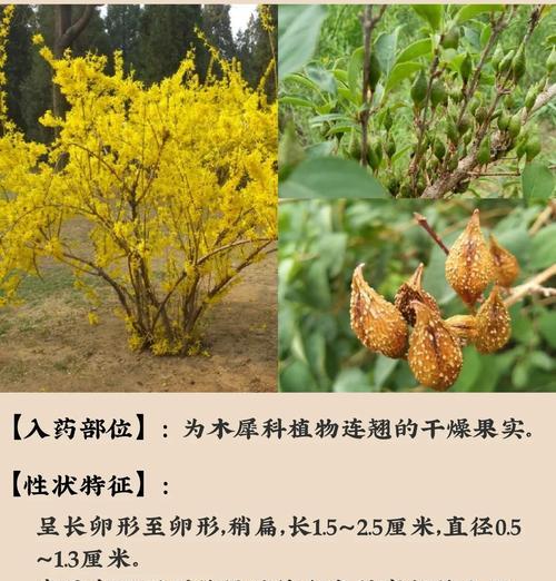 连翘的种植和养护技巧有哪些？