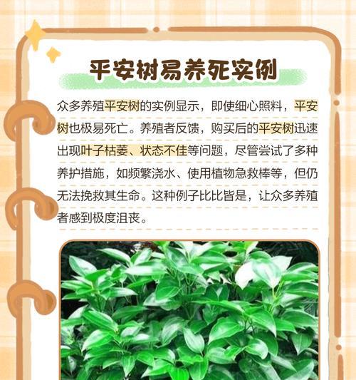 平安树冬季养护要点是什么？如何避免冻害？