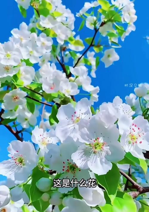 什么花在春天开得最艳丽？
