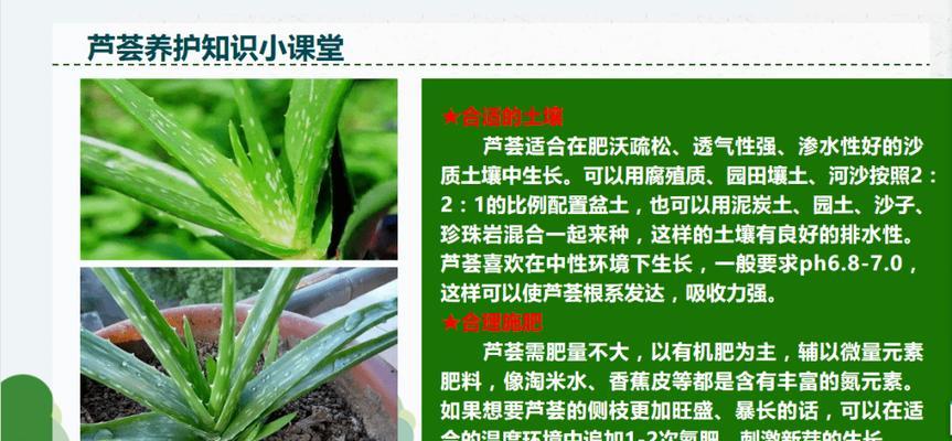 芦荟的种植方法和养护要点有哪些？