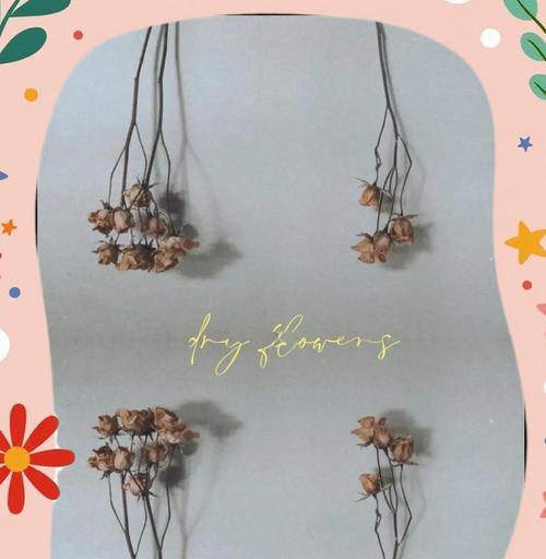 干花有哪些常见品种及名称？如何制作和保存干花？