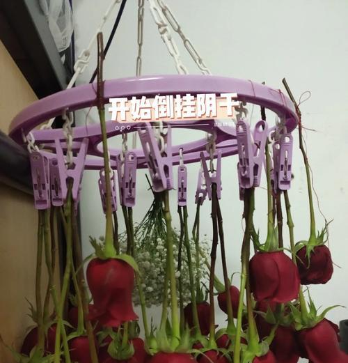 干花有哪些常见品种及名称？如何制作和保存干花？