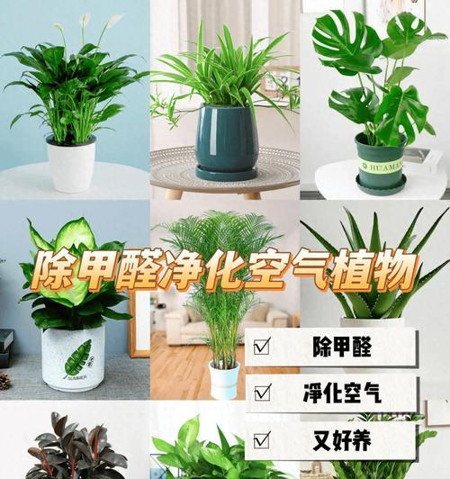 什么花能吸甲醛？哪些室内植物具有净化空气的功能？