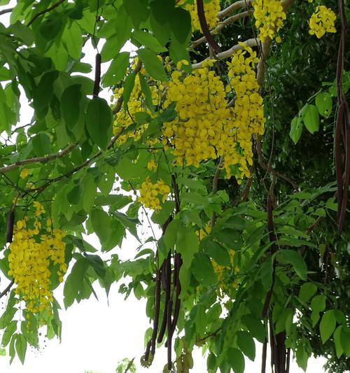 秋季种植树木指南：哪些树种最适合？