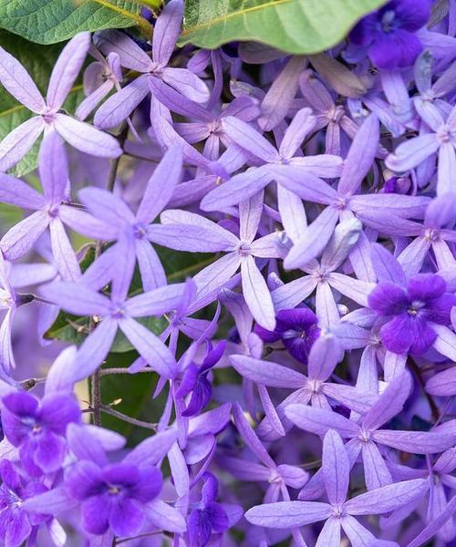 紫色的花有哪些种类？它们在园艺中的应用是什么？