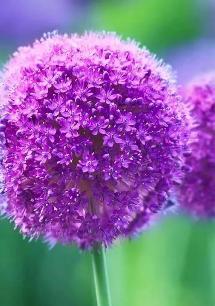 紫色的花有哪些种类？它们在园艺中的应用是什么？