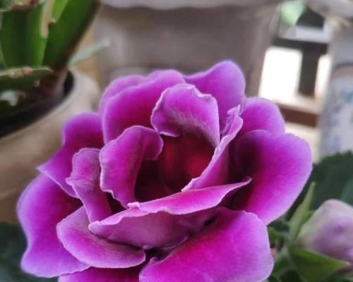 各种花有哪些品种？如何选择适合的花品种？