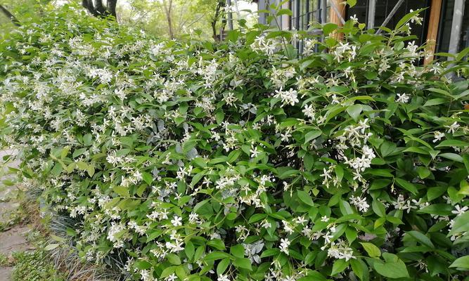 冬夏常青植物有哪些？它们的养护要点是什么？