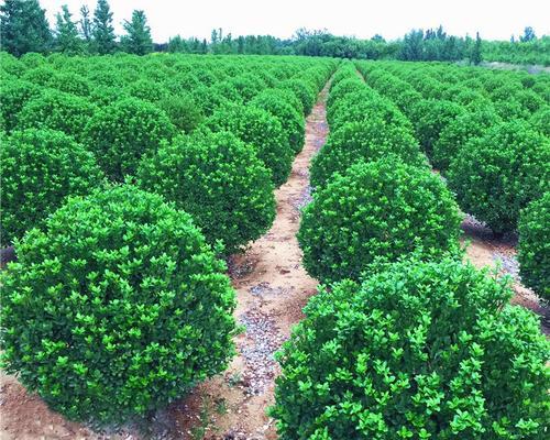 冬夏常青植物有哪些？它们的养护要点是什么？
