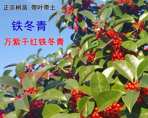 冬夏常青植物有哪些？它们的养护要点是什么？