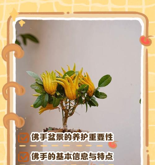 盆栽佛手的养护要点是什么？如何保持佛手果实多？