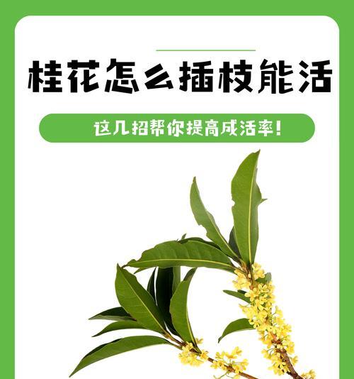 桂花树繁殖的正确方法是什么？