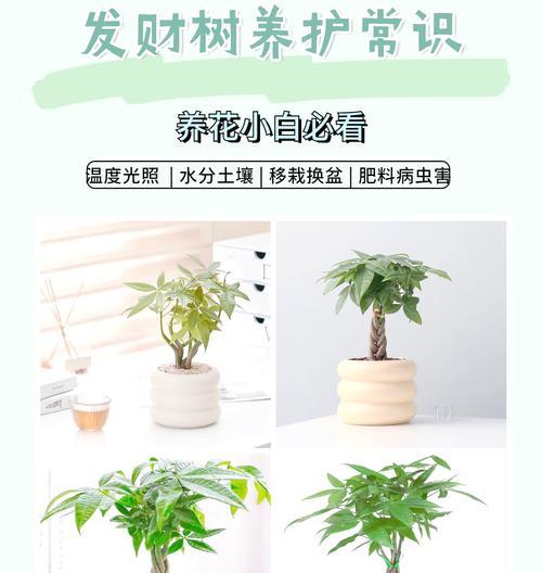 能够过冬的绿植有哪些？它们的养护技巧是什么？