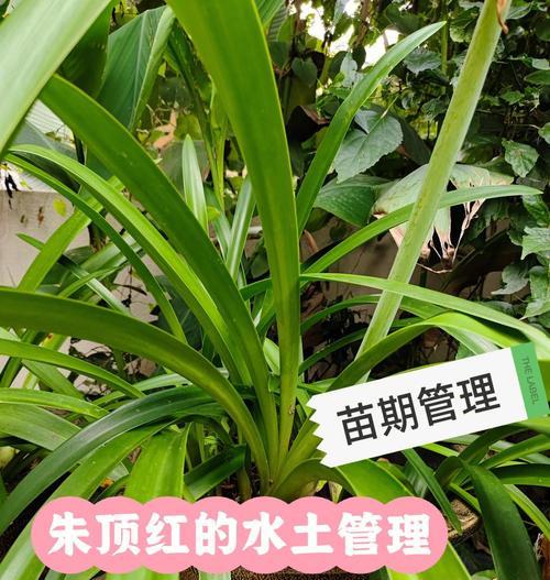 朱顶红烂根处理及预防措施？