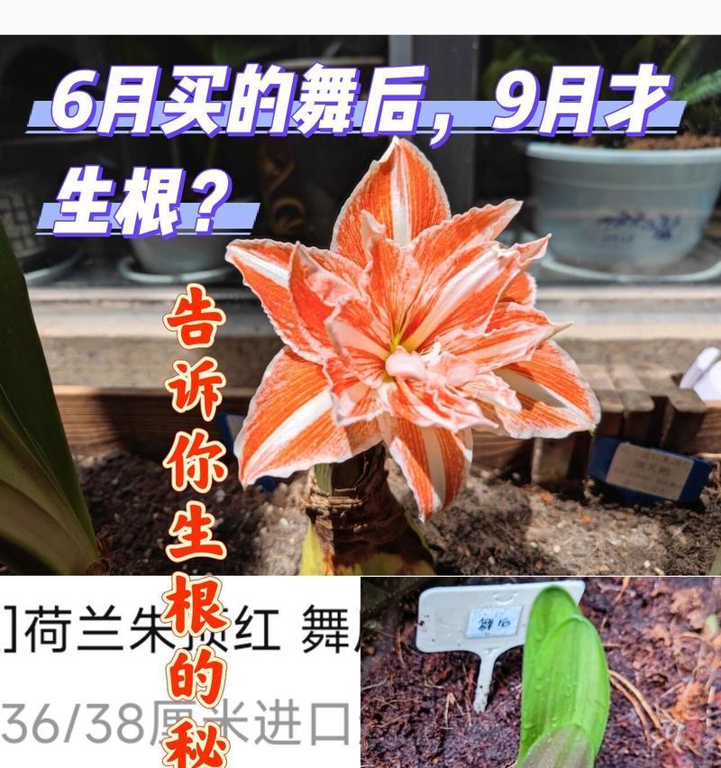 朱顶红烂根处理及预防措施？