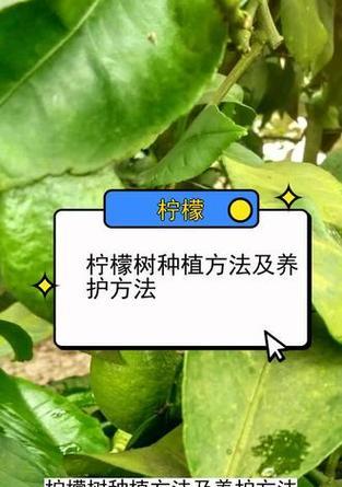 柠檬树的种植和养护方法是什么？