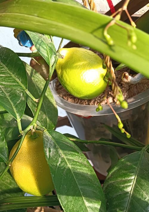 柠檬树的种植和养护方法是什么？