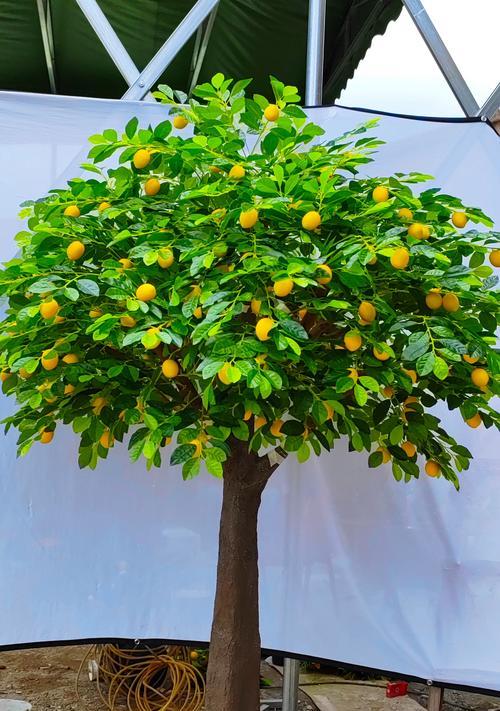 柠檬树的种植和养护方法是什么？