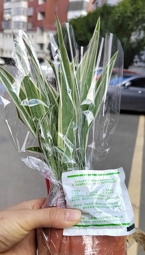 哪种花卉能吸收甲醛？室内净化植物推荐？