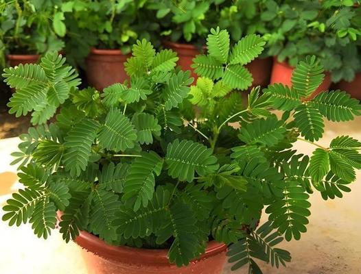盆栽含羞草的种植步骤和养护要点是什么？