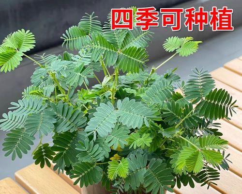 盆栽含羞草的种植步骤和养护要点是什么？