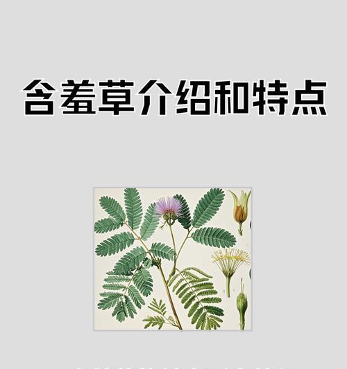 盆栽含羞草的种植步骤和养护要点是什么？
