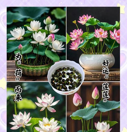 碗莲种子种植的最佳季节是什么时候？
