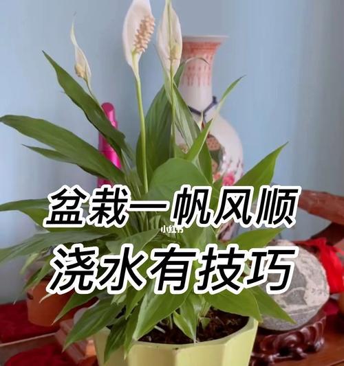 水培一凡风顺花的正确方法是什么？