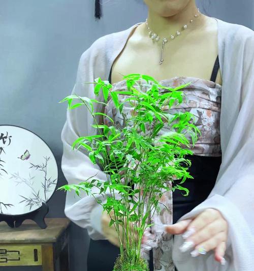 水培水竹怎么养？需要哪些基本步骤？