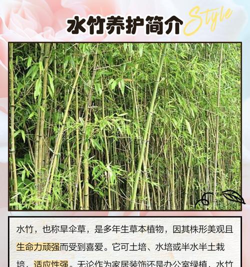 水培水竹怎么养？需要哪些基本步骤？