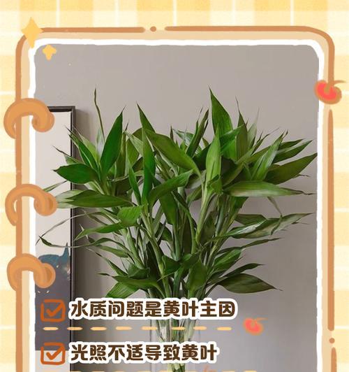 水培水竹怎么养？需要哪些基本步骤？