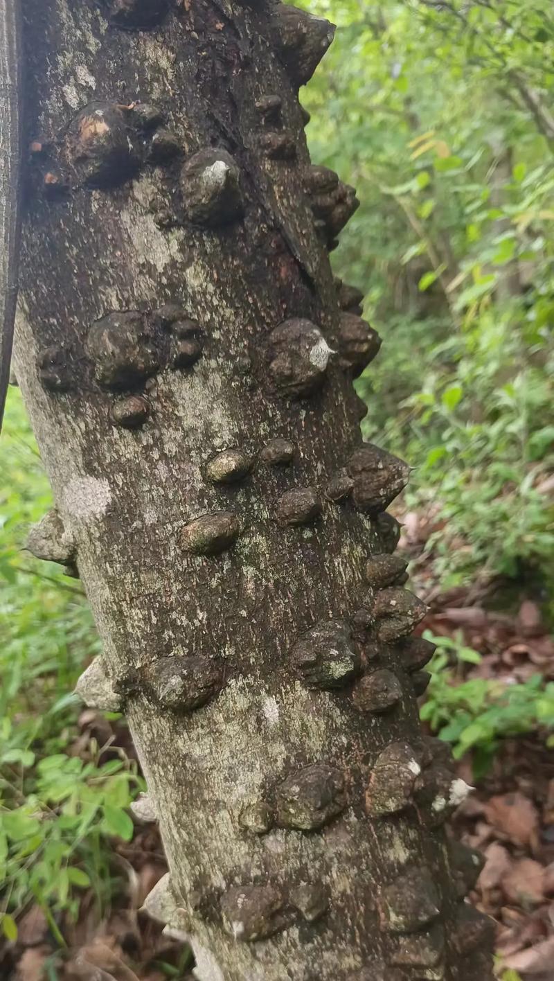 哪种树被认为是最毒的？