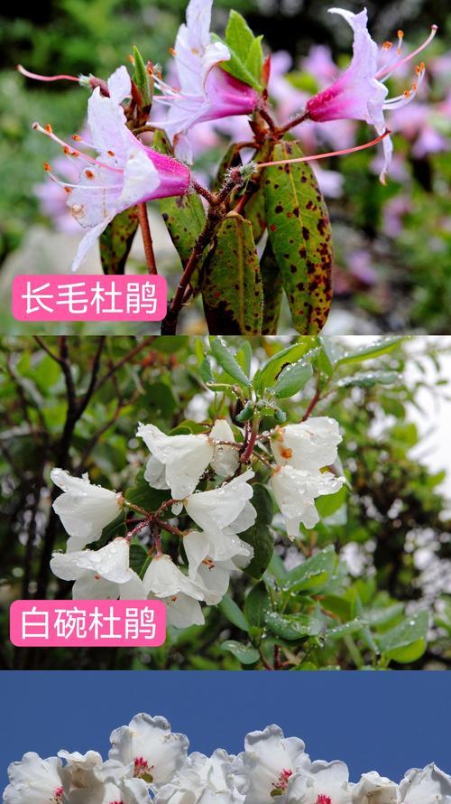 杜鹃花的典型形状特征是什么？