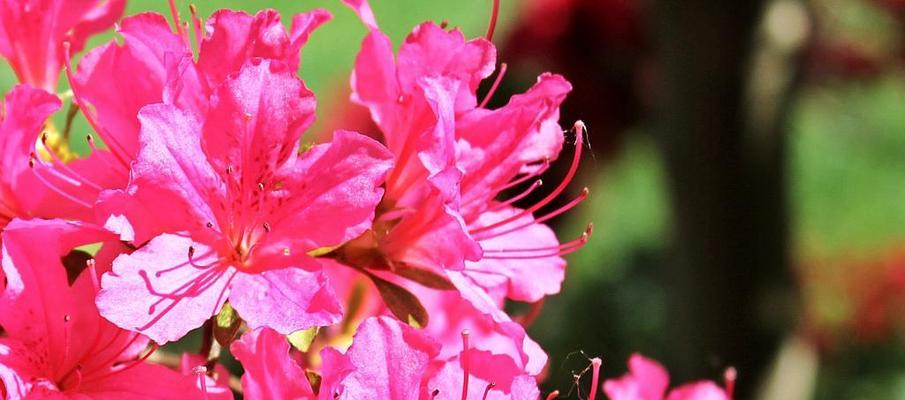 杜鹃花的典型形状特征是什么？