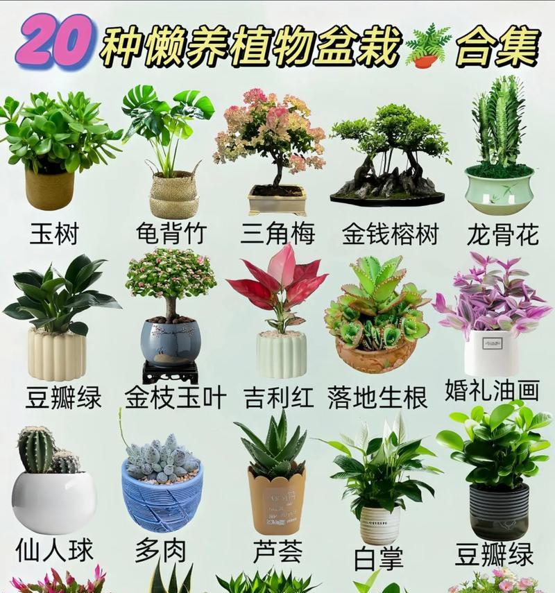 花卉有哪些常见品种？花卉品种的选择和养护技巧是什么？