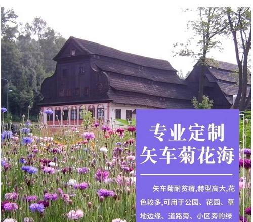 矢车菊种子播种步骤是什么？怎样确保高成活率？