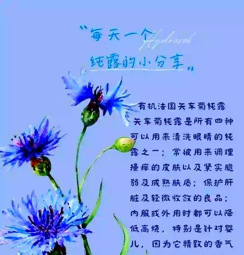 矢车菊种子播种步骤是什么？怎样确保高成活率？