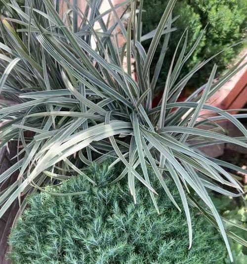 皮球植物的养护要点是什么？