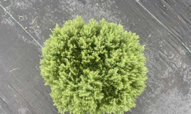 皮球植物的养护要点是什么？