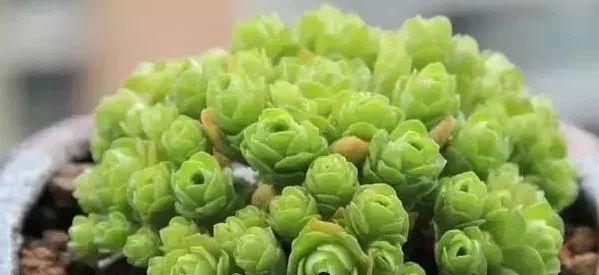 皮球植物的养护要点是什么？