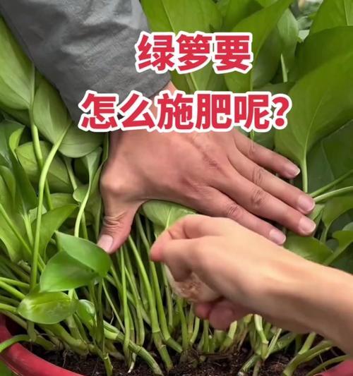 绿萝施肥的最佳方法是什么？